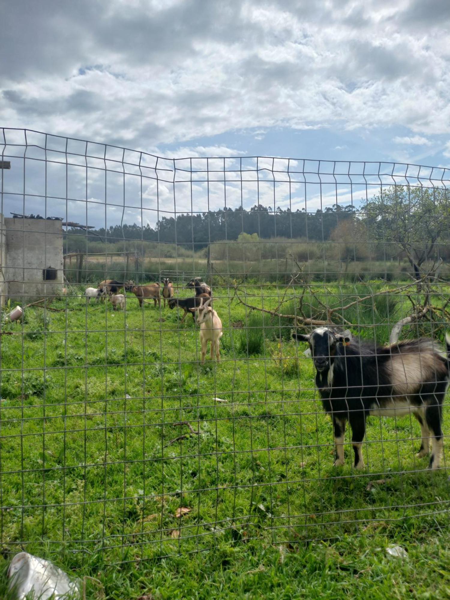Villa Casa Da Padaria Caldas Da Rainha Esterno foto